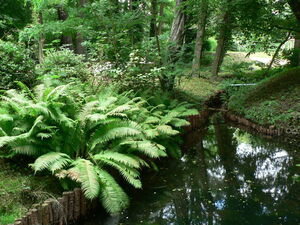 Farngewächse neben einem Bach